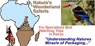 Information and Reservations for Professional Birding in Kenya, East Africa Combined with Africa Adventure Wildlife Budget Camping and Luxury Lodge and Tented Safaris. Also find Family Safaris in East Africa